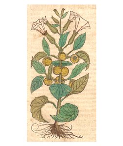 Illustrazione di Datura metel da Unbekannt Unbekannt